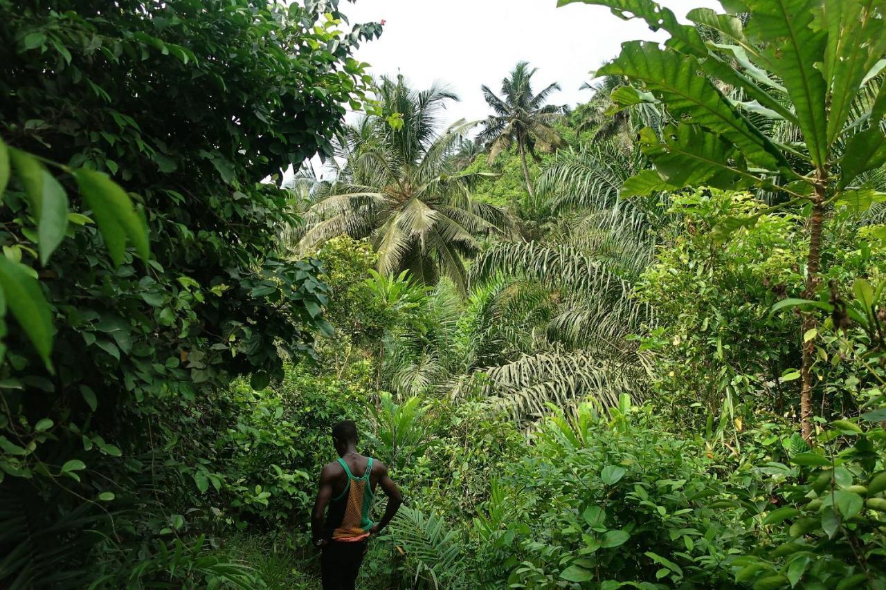 Afro Beach Eco Resort Butre Eksteriør billede