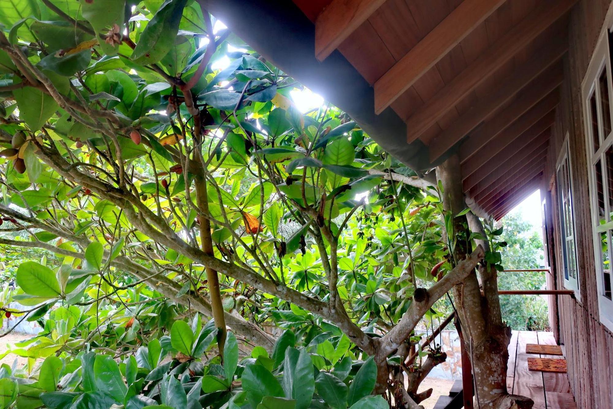 Afro Beach Eco Resort Butre Værelse billede